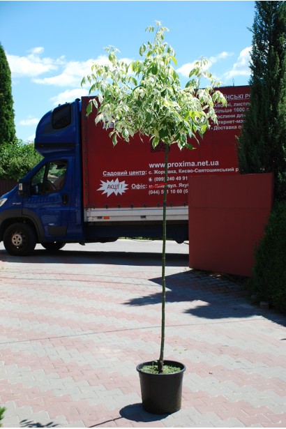 Клен ясенелистий Фламінго саджанець в контейнері